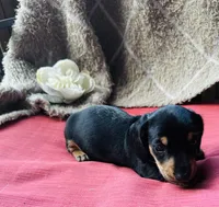 Ranger, a male Miniature Dachshund for sale in Live Oak, FL – 6 of 9