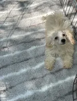 REDUCED! *Small In Person and Petite Face* , a male Maltipoo for sale in Mc Alpin, FL – 1 of 5