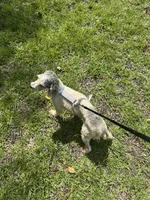 Gracie Toy/Mini, a female Poodle - Toy  and Poodle - Miniature  for sale in Live Oak, FL – 4 of 5