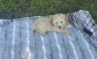 Green Eyes puppy (SMALL) ln person , a female Cockapoo for sale in Live Oak, FL – 2 of 4