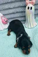 Adorable Girl ! 🩷 , a female Miniature Dachshund for sale in Live Oak, FL – 3 of 7