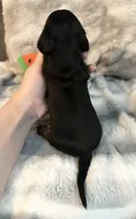 Ranger, a male Miniature Dachshund for sale in Live Oak, FL – 5 of 9