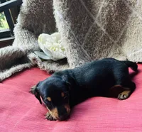 Ranger, a male Miniature Dachshund for sale in Live Oak, FL – 8 of 9