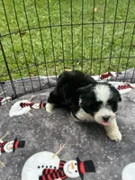 Beautiful Girl ! 🩷 , a female Miniature Australian Shepherd for sale in Live Oak, FL – 7 of 7