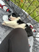 Toy/Mini Aussiedoodle ! , a female Poodle - Toy  and Miniature American Shepherd for sale in Live Oak, FL – 5 of 9