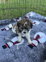 REDUCED ! Small Female Puppy! 🩷 , a female Maltipoo for sale in Live Oak, FL – 6 of 9