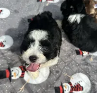 Beautiful Female ! 🩷 , a female Miniature Aussiedoodle for sale in Live Oak, FL – 4 of 5