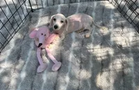 REDUCED! *SMALL In Person* , a male Maltipoo for sale in Live Oak, FL – 6 of 7