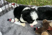 Beautiful Female Mini Aussiedoodle Puppy ! 🩷 , a female Poodle - Toy  and Miniature Australian Shepherd for sale in Live Oak, FL – 2 of 5