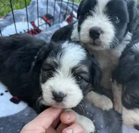 Toy/Mini Aussiedoodle Ready Soon !, a female Miniature Aussiedoodle for sale in Live Oak, FL – 3 of 5