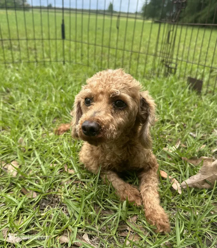 Light Red Male – Poodle - Toy  puppy for sale in Lake City, FL