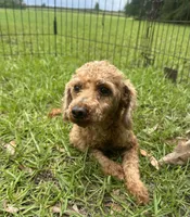 Light Red Male, a male Poodle - Toy  for sale in Lake City, FL – 1 of 5