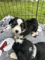toy/mini aussiedoodle !, a female Poodle - Toy  and Miniature Australian Shepherd for sale in Live Oak, FL – 3 of 5