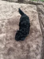 Jet Black Male Puppy !, a male Maltipoo for sale in Lake City, FL – 4 of 5