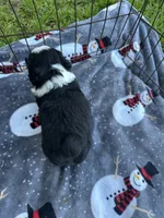 Toy/mini Aussiedoodle, a male Poodle - Toy  and Miniature Australian Shepherd for sale in Live Oak, FL – 3 of 6