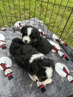 Toy/Mini Aussiedoodle !, a male Poodle - Toy  and Miniature Australian Shepherd for sale in Live Oak, FL – 5 of 6