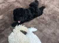 Jet Black Female Puppy *SMALL* REDUCED!, a female Maltipoo for sale in Orlando, FL – 2 of 8