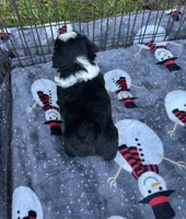 Toy/mini Aussiedoodle, a male Poodle - Toy  and Miniature Australian Shepherd for sale in Live Oak, FL – 2 of 6