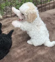 Tan and White Male Puppy *SMALL* REDUCED!, a male Maltipoo for sale in Orlando, FL – 5 of 10