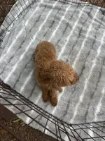 Beautiful Red Female (Petite Face and Build), a female Poodle - Toy  for sale in Live Oak, FL – 5 of 8