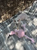 REDUCED! *SMALL In Person* , a male Maltipoo for sale in Live Oak, FL – 5 of 7