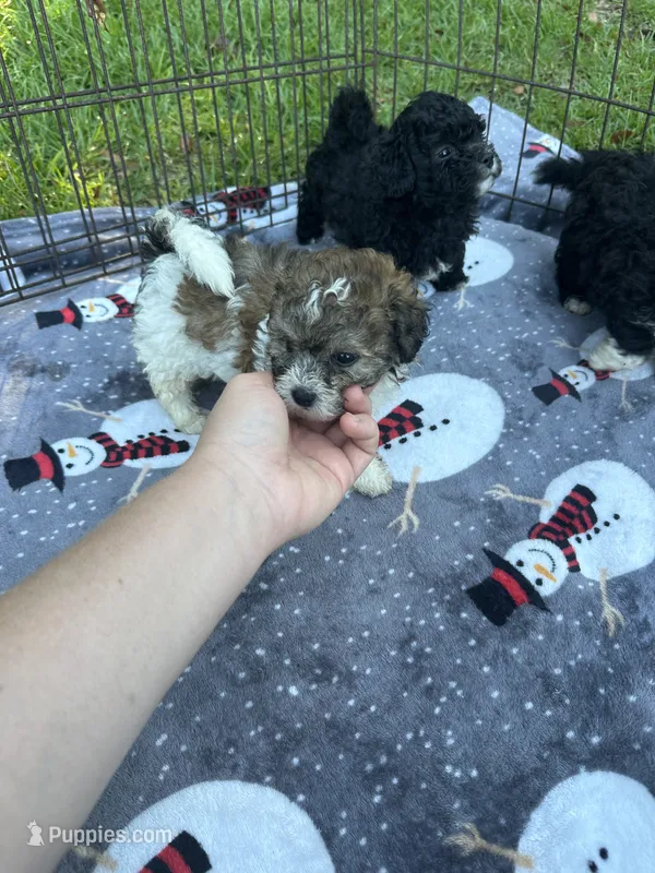 Adorable Small Girl ! 🩷  – Maltipoo puppy for sale in Live Oak, FL