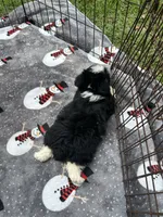 Male Mini Aussiedoodle Puppy ! 🩵 , a male Miniature Aussiedoodle for sale in Live Oak, FL – 5 of 7