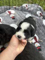 Toy/Mini Aussiedoodle ! , a female Poodle - Toy  and Miniature American Shepherd for sale in Live Oak, FL – 4 of 9