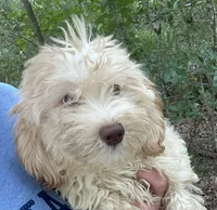 Green Eyes puppy (SMALL) ln person , a female Maltipoo for sale in Live Oak, FL – 2 of 4