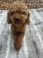 Beautiful Red Female (Petite Face and Build), a female Poodle - Toy  for sale in Live Oak, FL – 8 of 8