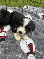 Toy/Mini Aussiedoodle !, a male Poodle - Toy  and Miniature Australian Shepherd for sale in Live Oak, FL – 7 of 7