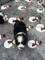 Beautiful Girl ! 🩷, a female Poodle - Toy  and Miniature Australian Shepherd for sale in Live Oak, FL – 7 of 8