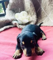 Ranger, a male Miniature Dachshund for sale in Live Oak, FL – 7 of 9