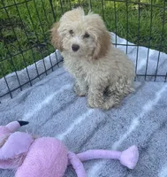 Green Eyes puppy (SMALL) ln person , a female Cockapoo for sale in Live Oak, FL – 1 of 4