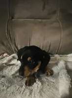 Ranger, a male Miniature Dachshund for sale in Live Oak, FL – 3 of 5