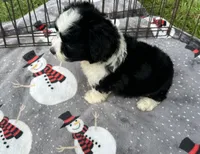 Beautiful Female ! 🩷 , a female Miniature Aussiedoodle for sale in Live Oak, FL – 5 of 5