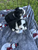 Toy/mini Aussiedoodle, a male Poodle - Toy  and Miniature Australian Shepherd for sale in Live Oak, FL – 5 of 6