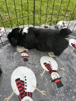 Toy/Mini Aussiedoodle !, a male Poodle - Toy  and Miniature Australian Shepherd for sale in Live Oak, FL – 5 of 7