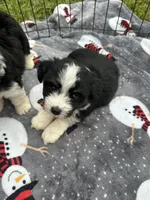 Toy/Mini Aussiedoodle, a male Miniature Aussiedoodle for sale in Live Oak, FL – 5 of 6