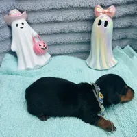 Adorable Girl ! 🩷 , a female Miniature Dachshund for sale in Live Oak, FL – 6 of 7