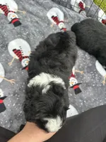 Toy/Mini Aussiedoodle, a male Miniature Aussiedoodle for sale in Live Oak, FL – 2 of 6