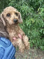 Light Red Male, a male Poodle - Toy  for sale in Lake City, FL – 4 of 5