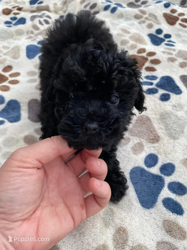 Jet Black Female Puppy *SMALL* REDUCED! – Maltipoo puppy for sale in Orlando, FL