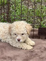 Adorable female REDUCED *SMALL*, a female Maltipoo for sale in Orlando, FL – 5 of 6