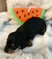 Ranger, a male Miniature Dachshund for sale in Live Oak, FL – 6 of 9