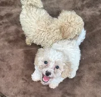 Tan and White Male Puppy *SMALL* REDUCED!, a male Maltipoo for sale in Orlando, FL – 3 of 10
