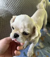 *SMALL* ln Person Female Puppy , a female Pekingese for sale in Live Oak, FL – 2 of 5