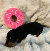 Rose, a female Miniature Dachshund for sale in Live Oak, FL – 6 of 6