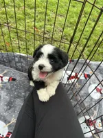 toy/mini aussiedoodle !, a female Poodle - Toy  and Miniature Australian Shepherd for sale in Live Oak, FL – 8 of 9