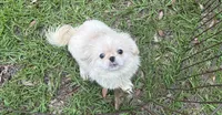 Beautiful Pekingese , a female Pekingese for sale in Live Oak, FL – 6 of 6
